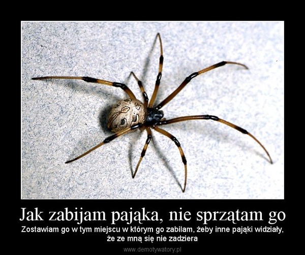 Jak zabijam pająka, nie sprzątam go – Zostawiam go w tym miejscu w którym go zabilam, żeby inne pająki widziały,że ze mną się nie zadziera 