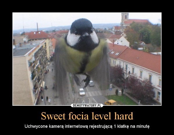 Sweet focia level hard