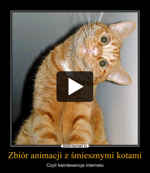 Zbiór animacji z śmiesznymi kotami – Czyli kwintesencja internetu 