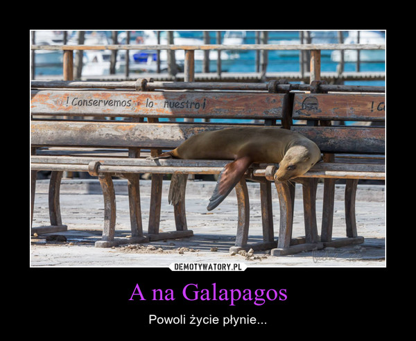A na Galapagos – Powoli życie płynie... 