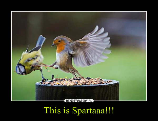 This is Spartaaa!!! –  