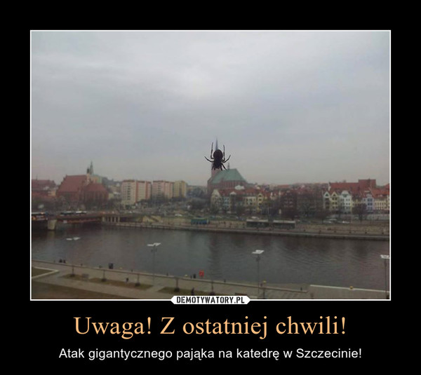 Uwaga! Z ostatniej chwili! – Atak gigantycznego pająka na katedrę w Szczecinie! 