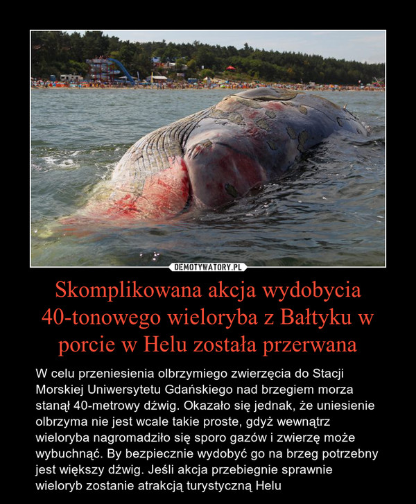 Skomplikowana akcja wydobycia 40-tonowego wieloryba z Bałtyku w porcie w Helu została przerwana
