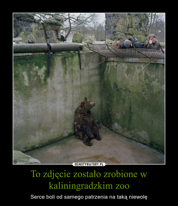 To zdjęcie zostało zrobione w kaliningradzkim zoo