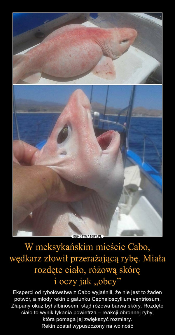 W meksykańskim mieście Cabo, wędkarz złowił przerażającą rybę. Miała rozdęte ciało, różową skórę
i oczy jak „obcy”