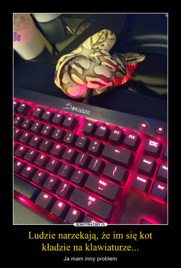 Ludzie narzekają, że im się kot
kładzie na klawiaturze...