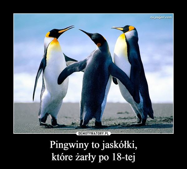 Pingwiny to jaskółki,które żarły po 18-tej –  