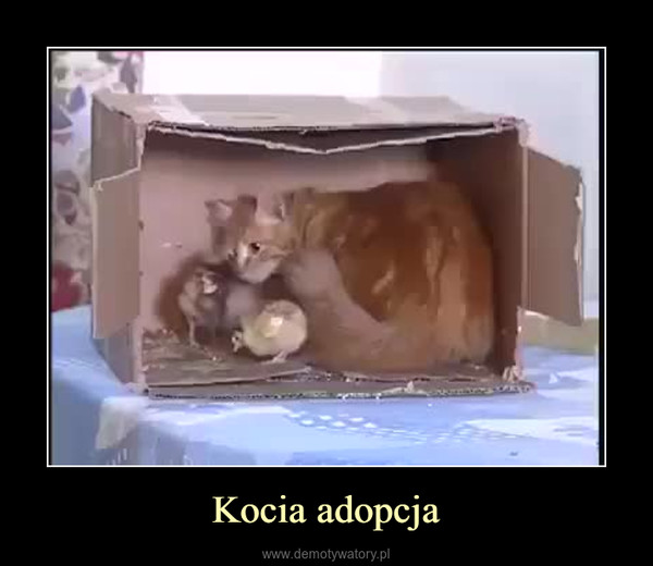 Kocia adopcja –  