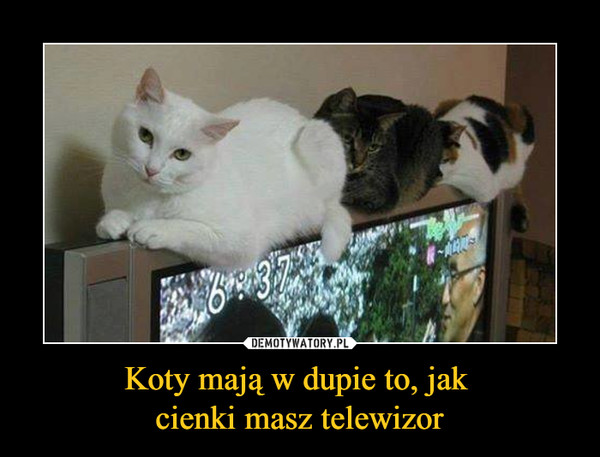 Koty mają w dupie to, jak cienki masz telewizor –  