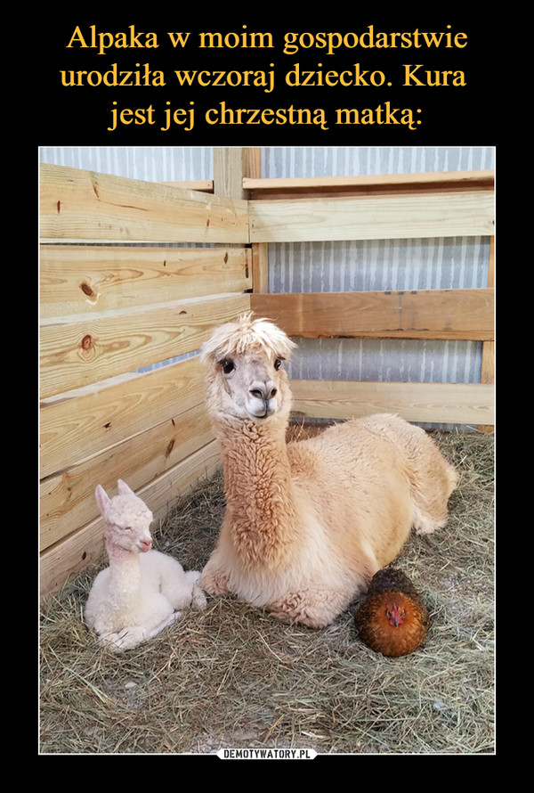 Alpaka w moim gospodarstwie urodziła wczoraj dziecko. Kura 
jest jej chrzestną matką: