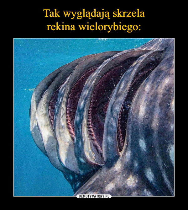 Tak wyglądają skrzela
rekina wielorybiego: