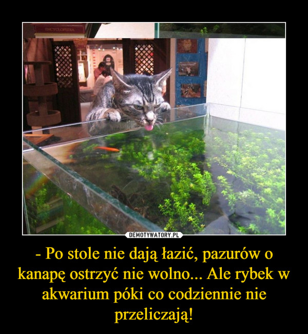 - Po stole nie dają łazić, pazurów o kanapę ostrzyć nie wolno... Ale rybek w akwarium póki co codziennie nie przeliczają! –  