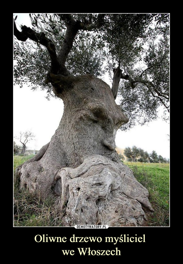 Oliwne drzewo myśliciel we Włoszech –  