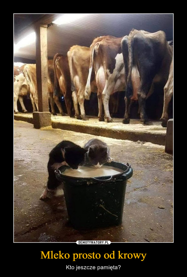 Mleko prosto od krowy – Kto jeszcze pamięta? 