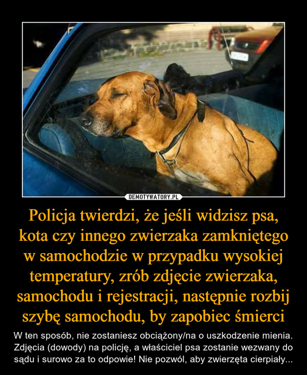 Policja twierdzi, że jeśli widzisz psa, kota czy innego zwierzaka zamkniętego w samochodzie w przypadku wysokiej temperatury, zrób zdjęcie zwierzaka, samochodu i rejestracji, następnie rozbij szybę samochodu, by zapobiec śmierci – W ten sposób, nie zostaniesz obciążony/na o uszkodzenie mienia. Zdjęcia (dowody) na policję, a właściciel psa zostanie wezwany do sądu i surowo za to odpowie! Nie pozwól, aby zwierzęta cierpiały... 