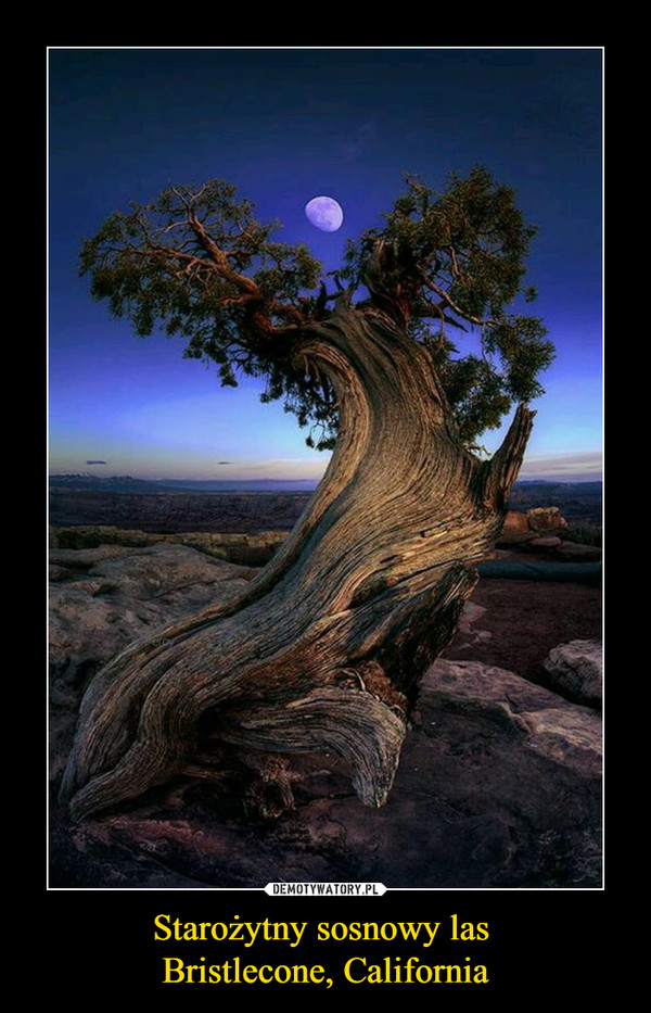 Starożytny sosnowy las Bristlecone, California –  