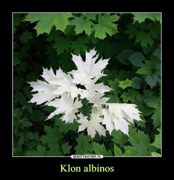 Klon albinos