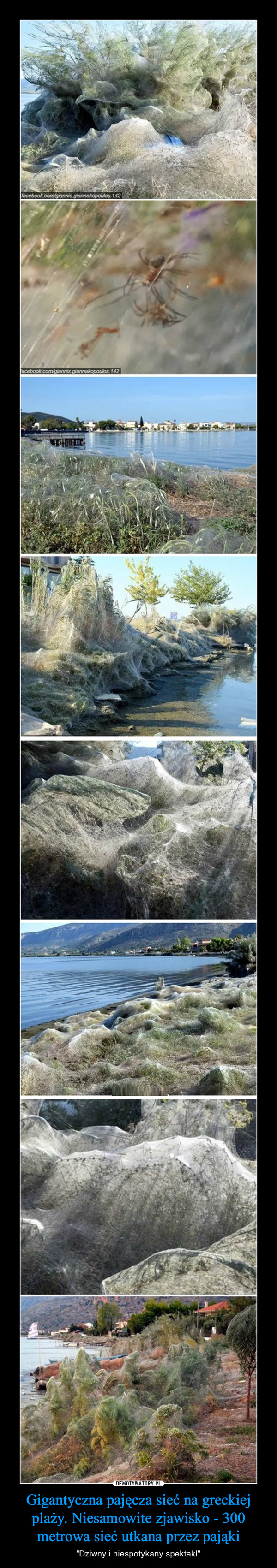 Gigantyczna pajęcza sieć na greckiej plaży. Niesamowite zjawisko - 300 metrowa sieć utkana przez pająki – "Dziwny i niespotykany spektakl" 