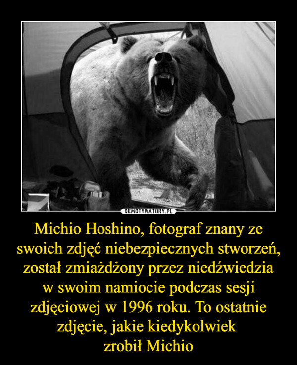 Michio Hoshino, fotograf znany ze swoich zdjęć niebezpiecznych stworzeń, został zmiażdżony przez niedźwiedziaw swoim namiocie podczas sesji zdjęciowej w 1996 roku. To ostatnie zdjęcie, jakie kiedykolwiek zrobił Michio –  