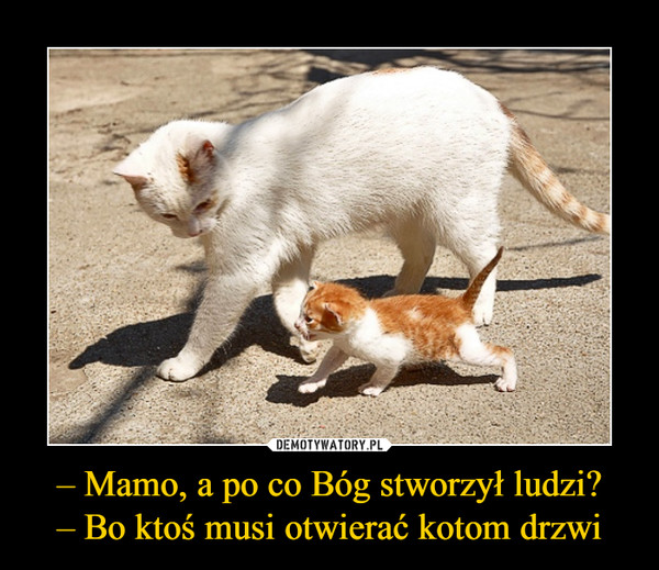 – Mamo, a po co Bóg stworzył ludzi?– Bo ktoś musi otwierać kotom drzwi –  
