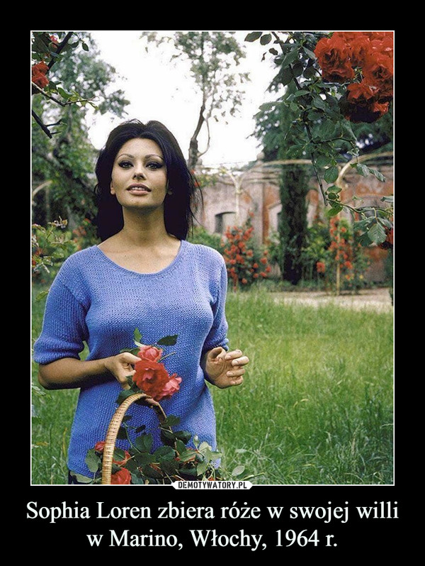 Sophia Loren zbiera róże w swojej willi w Marino, Włochy, 1964 r.