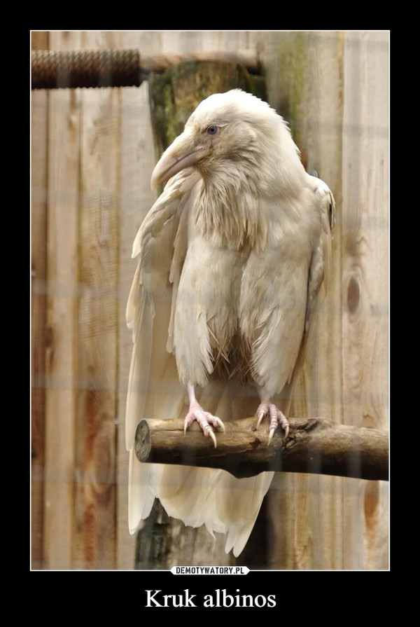 Kruk albinos –  