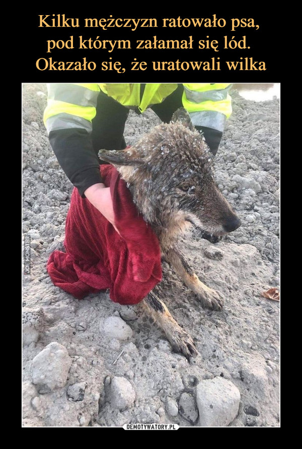 Kilku mężczyzn ratowało psa, 
pod którym załamał się lód. 
Okazało się, że uratowali wilka