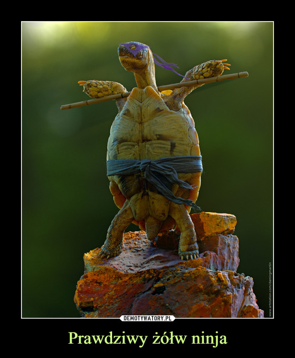 Prawdziwy żółw ninja –  