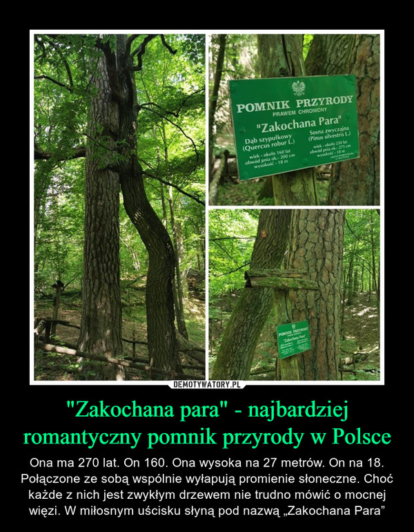 "Zakochana para" - najbardziej romantyczny pomnik przyrody w Polsce – Ona ma 270 lat. On 160. Ona wysoka na 27 metrów. On na 18. Połączone ze sobą wspólnie wyłapują promienie słoneczne. Choć każde z nich jest zwykłym drzewem nie trudno mówić o mocnej więzi. W miłosnym uścisku słyną pod nazwą „Zakochana Para” 