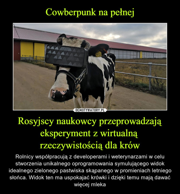 Cowberpunk na pełnej Rosyjscy naukowcy przeprowadzają eksperyment z wirtualną 
rzeczywistością dla krów