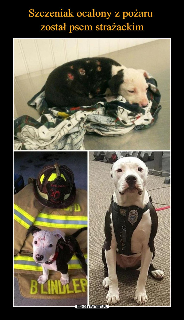 Szczeniak ocalony z pożaru 
został psem strażackim