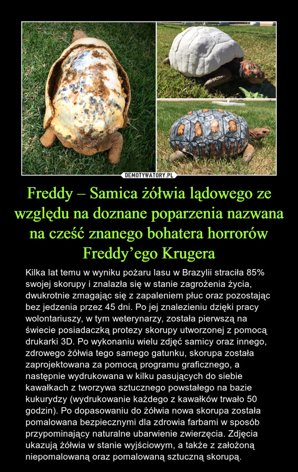 Freddy – Samica żółwia lądowego ze względu na doznane poparzenia nazwana na cześć znanego bohatera horrorów Freddy’ego Krugera