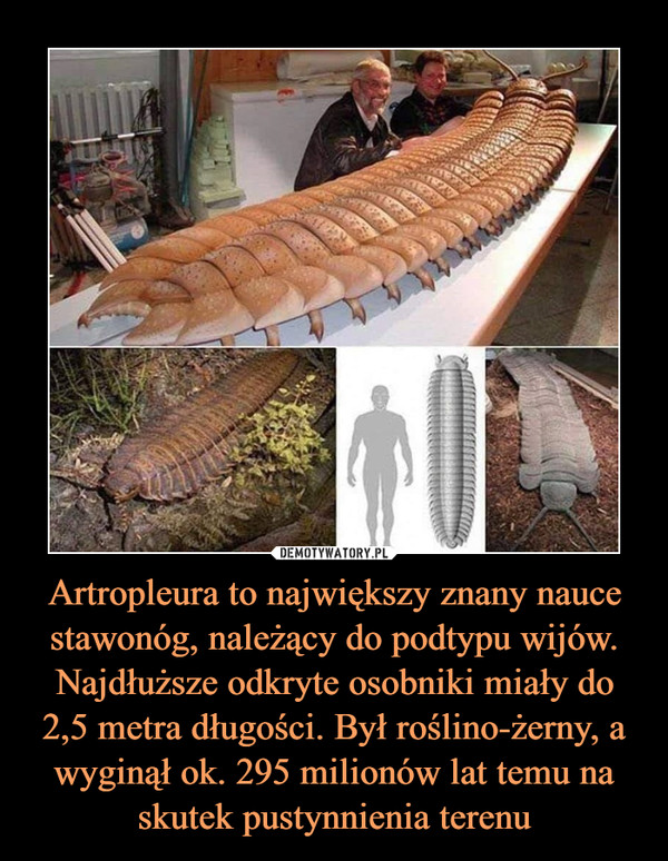 Artropleura to największy znany nauce stawonóg, należący do podtypu wijów. Najdłuższe odkryte osobniki miały do 2,5 metra długości. Był roślino-żerny, a wyginął ok. 295 milionów lat temu na skutek pustynnienia terenu