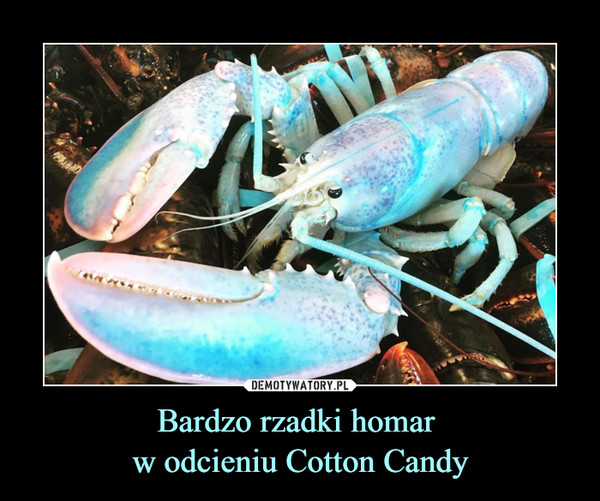 Bardzo rzadki homar w odcieniu Cotton Candy –  