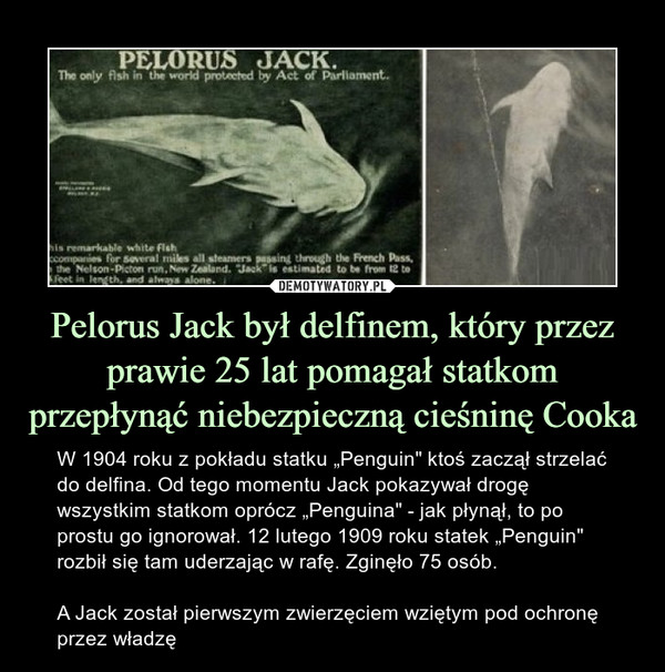 Pelorus Jack był delfinem, który przez prawie 25 lat pomagał statkom przepłynąć niebezpieczną cieśninę Cooka – W 1904 roku z pokładu statku „Penguin" ktoś zaczął strzelać do delfina. Od tego momentu Jack pokazywał drogę wszystkim statkom oprócz „Penguina" - jak płynął, to po prostu go ignorował. 12 lutego 1909 roku statek „Penguin" rozbił się tam uderzając w rafę. Zginęło 75 osób.A Jack został pierwszym zwierzęciem wziętym pod ochronę przez władzę 