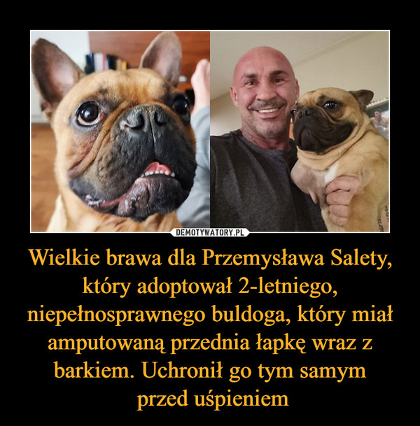 Wielkie brawa dla Przemysława Salety, który adoptował 2-letniego, niepełnosprawnego buldoga, który miał amputowaną przednia łapkę wraz z barkiem. Uchronił go tym samym przed uśpieniem –  