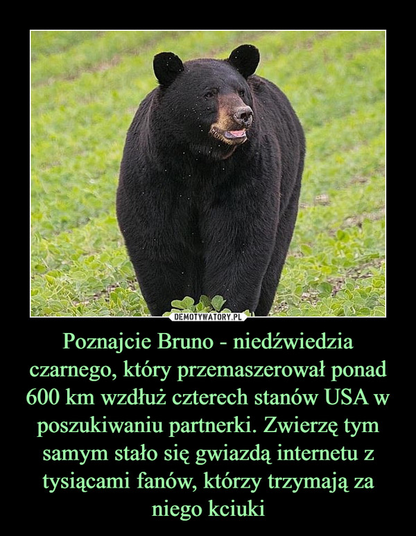 Poznajcie Bruno - niedźwiedzia czarnego, który przemaszerował ponad 600 km wzdłuż czterech stanów USA w poszukiwaniu partnerki. Zwierzę tym samym stało się gwiazdą internetu z tysiącami fanów, którzy trzymają za niego kciuki –  