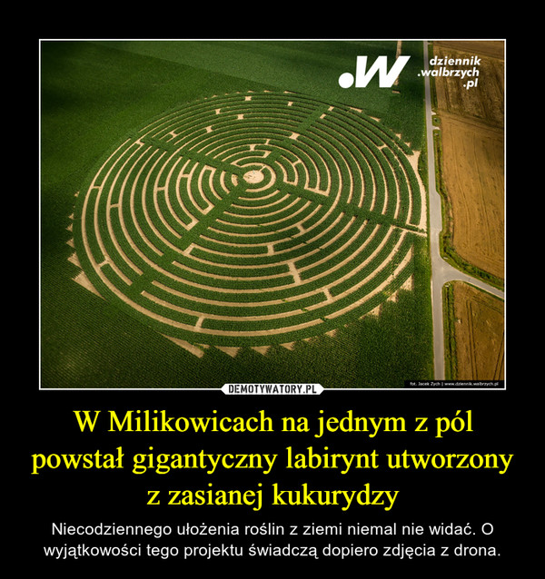 W Milikowicach na jednym z pól powstał gigantyczny labirynt utworzony z zasianej kukurydzy