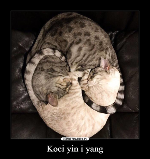 Koci yin i yang