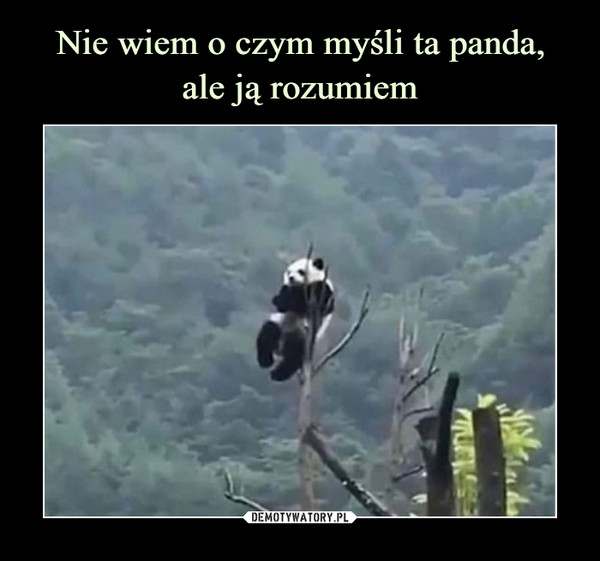 Nie wiem o czym myśli ta panda,
ale ją rozumiem
