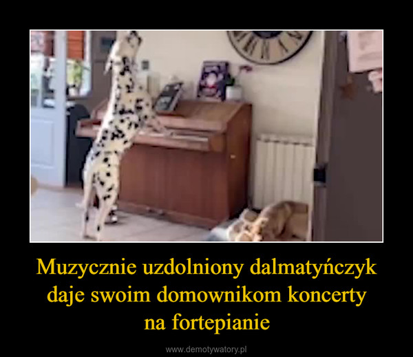 Muzycznie uzdolniony dalmatyńczyk daje swoim domownikom koncertyna fortepianie –  