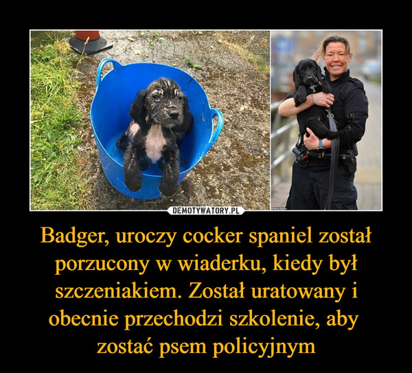 Badger, uroczy cocker spaniel został porzucony w wiaderku, kiedy był szczeniakiem. Został uratowany i obecnie przechodzi szkolenie, aby zostać psem policyjnym –  