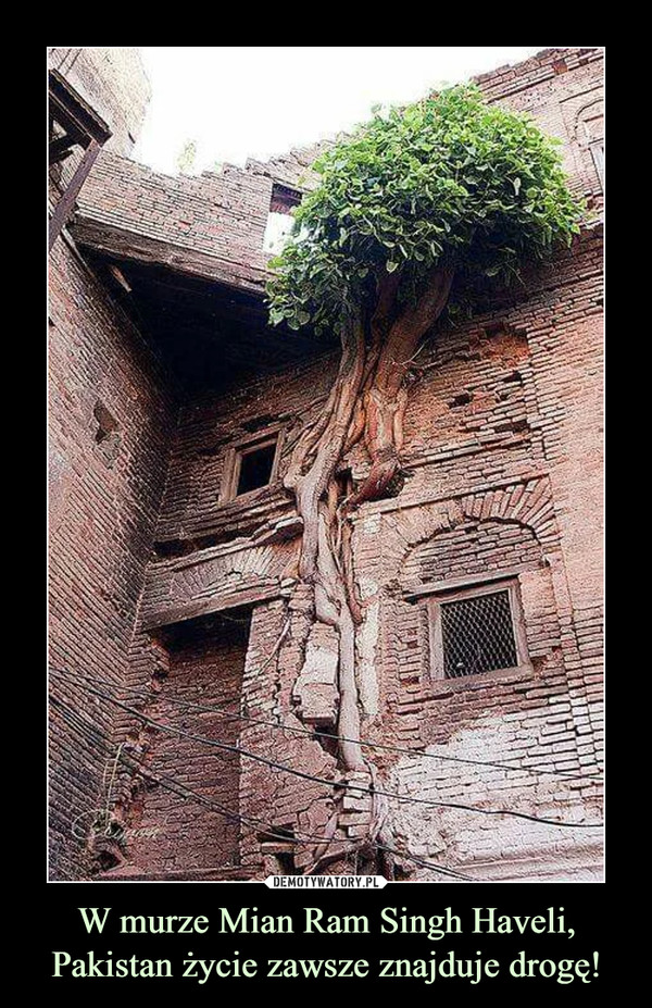 W murze Mian Ram Singh Haveli, Pakistan życie zawsze znajduje drogę! –  
