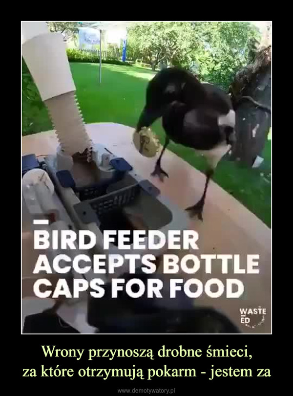 Wrony przynoszą drobne śmieci,za które otrzymują pokarm - jestem za –  