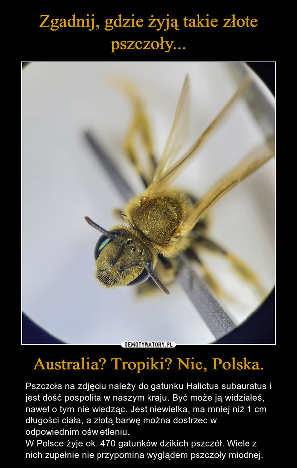 Australia? Tropiki? Nie, Polska. – Pszczoła na zdjęciu należy do gatunku Halictus subauratus i jest dość pospolita w naszym kraju. Być może ją widziałeś, nawet o tym nie wiedząc. Jest niewielka, ma mniej niż 1 cm długości ciała, a złotą barwę można dostrzec w odpowiednim oświetleniu. W Polsce żyje ok. 470 gatunków dzikich pszczół. Wiele z nich zupełnie nie przypomina wyglądem pszczoły miodnej. 