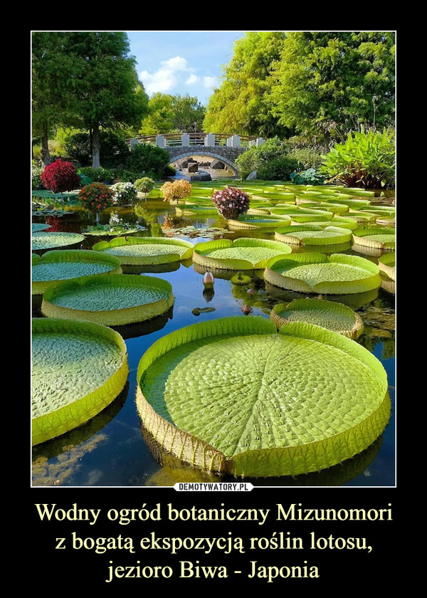 Wodny ogród botaniczny Mizunomoriz bogatą ekspozycją roślin lotosu,jezioro Biwa - Japonia –  