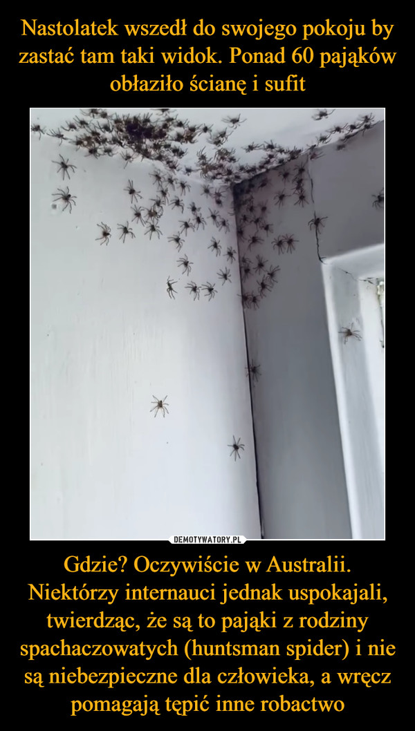 Nastolatek wszedł do swojego pokoju by zastać tam taki widok. Ponad 60 pająków obłaziło ścianę i sufit Gdzie? Oczywiście w Australii. Niektórzy internauci jednak uspokajali, twierdząc, że są to pająki z rodziny spachaczowatych (huntsman spider) i nie są niebezpieczne dla człowieka, a wręcz pomagają tępić inne robactwo