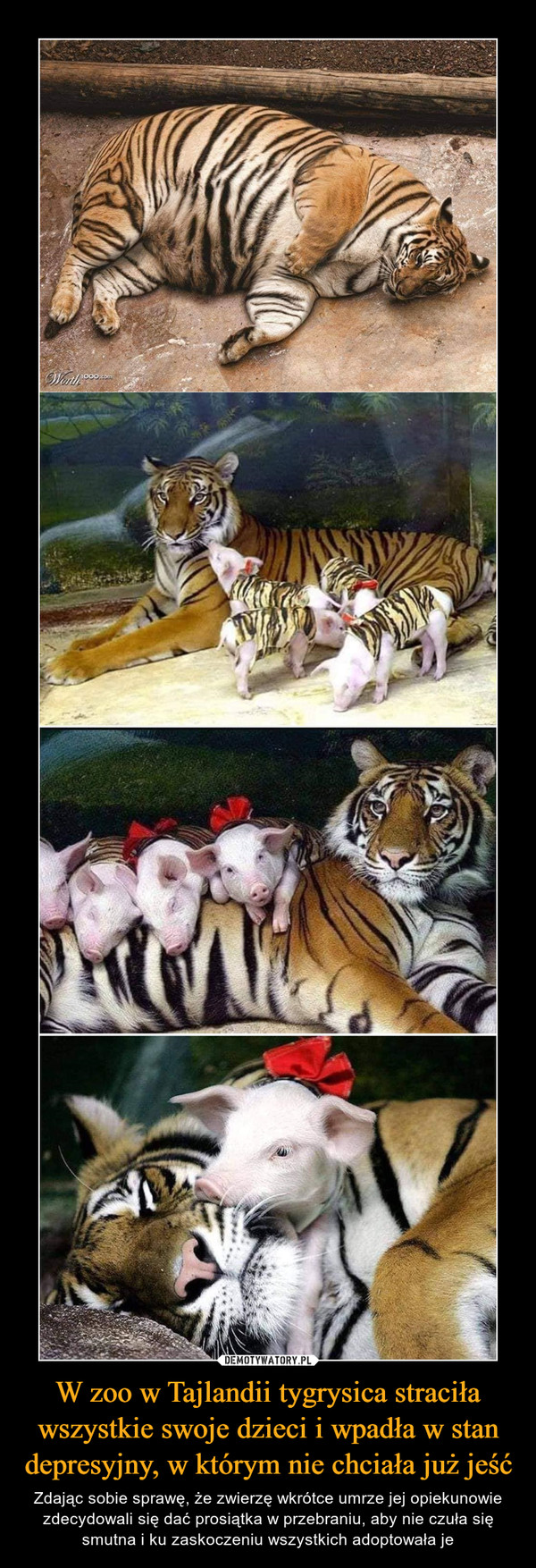W zoo w Tajlandii tygrysica straciła wszystkie swoje dzieci i wpadła w stan depresyjny, w którym nie chciała już jeść – Zdając sobie sprawę, że zwierzę wkrótce umrze jej opiekunowie zdecydowali się dać prosiątka w przebraniu, aby nie czuła się smutna i ku zaskoczeniu wszystkich adoptowała je 