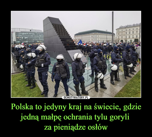 Polska to jedyny kraj na świecie, gdzie jedną małpę ochrania tylu goryli 
za pieniądze osłów