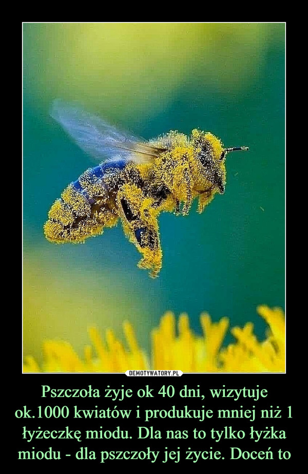 Pszczoła żyje ok 40 dni, wizytuje ok.1000 kwiatów i produkuje mniej niż 1 łyżeczkę miodu. Dla nas to tylko łyżka miodu - dla pszczoły jej życie. Doceń to